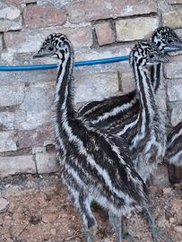 Piccoli di emu
