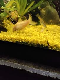 Pesci