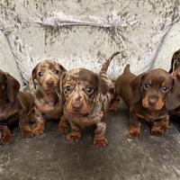 Cuccioli di bassotti merle femmine