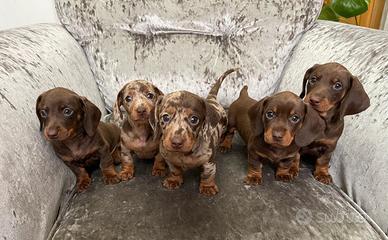 Cuccioli di bassotti merle femmine