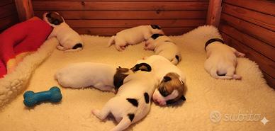Cuccioli Jack Russell Terrier Pedigree