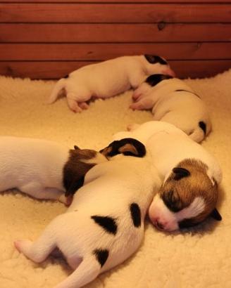 Cuccioli Jack Russell Terrier Pedigree