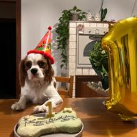 Monta cavalier King charles Spaniel