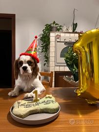 Monta cavalier King charles Spaniel