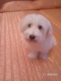 Cucciola di razza maltese di 4 mesi