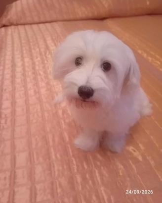 Cucciola di razza maltese di 4 mesi