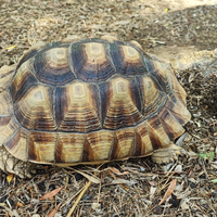 Tartaruga sulcata