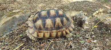 Tartaruga sulcata