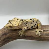 Maschio geco ciliatus superdalmathian