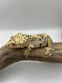 Maschio geco ciliatus superdalmathian