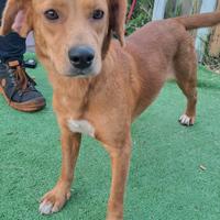 Cucciola taglia medio/piccola