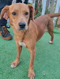 Cucciola taglia medio/piccola