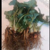 Piantine di fragole a radice nuda , rifiorente.