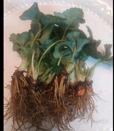 Piantine di fragole a radice nuda , rifiorente.