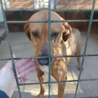 Segugio taglia piccola in adozione