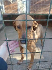 Segugio taglia piccola in adozione