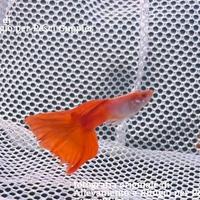 REGALASI AVANNOTTI di Pesci Guppy Show