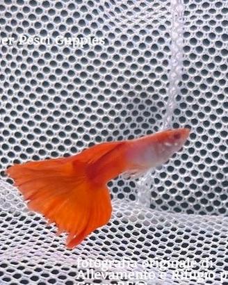 REGALASI AVANNOTTI di Pesci Guppy Show