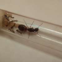 Exotics Ants(formiche esotiche)