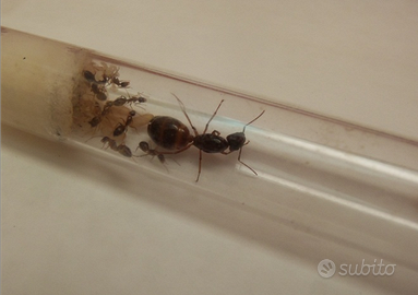 Exotics Ants(formiche esotiche)