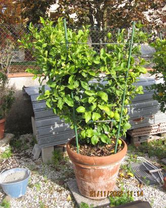 pianta di Limone