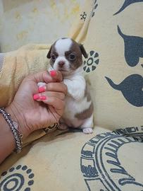 chihuahua