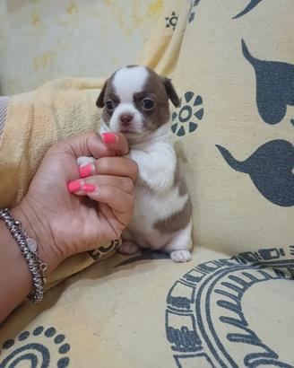 chihuahua