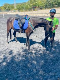 Cavallo castrone PSA all'Aquila