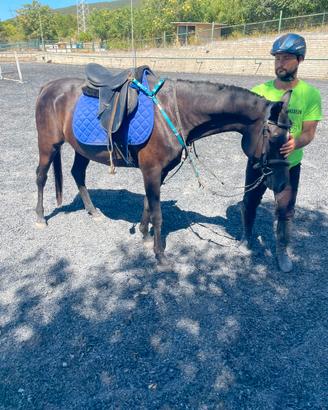 Cavallo castrone PSA all'Aquila