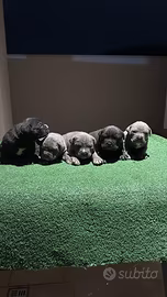 Cuccioli di cane corso