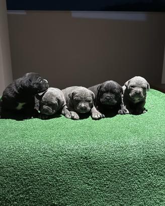 Cuccioli di cane corso