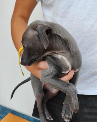 Cuccioli di piccolo levriero italiano