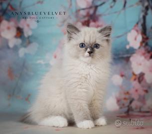 Ragdoll gatti