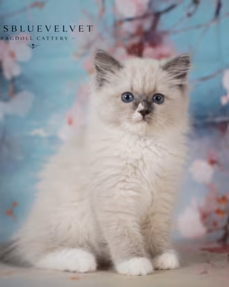 Ragdoll gatti