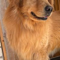 Golden Retriever per monta