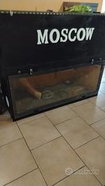 Terrario con cincilla