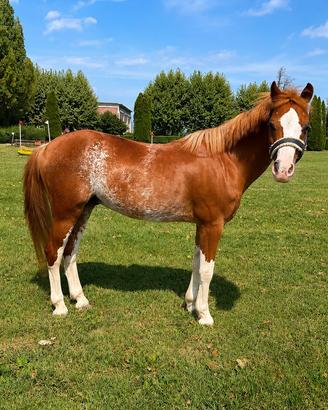 Pony maschio anno 2012