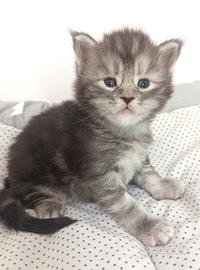 Maine Coon Maschio Silver