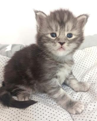 Maine Coon Maschio Silver