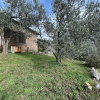 Uliveto 6600mq + 140 piante ulivo + casale