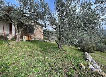 Uliveto 6600mq + 140 piante ulivo + casale