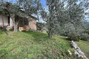 Uliveto 6600mq + 140 piante ulivo + casale