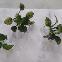 Annubias Nana Pinto & Pangolino