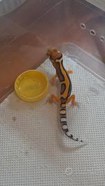 Geco leopardino