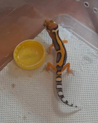 Geco leopardino