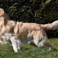 GOLDEN RETRIEVER MASCHIO per ACCOPPIAMENTO