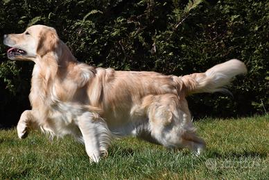 GOLDEN RETRIEVER MASCHIO per ACCOPPIAMENTO