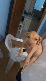 Cagnolini di razza pit bull media taglia