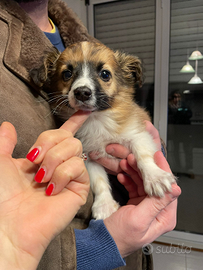 Cucciolo maschio due mesi e mezzo