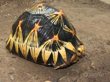 Astrochelys radiata